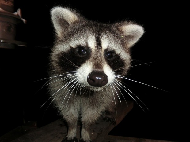 racoon nemesis