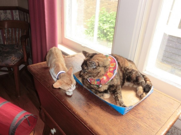 amiandkitten should i eat it