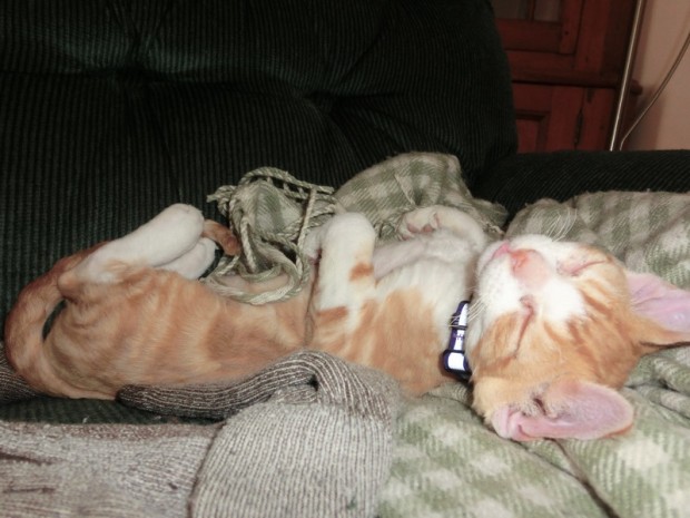 kittensleep-fuzzball