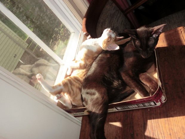 important to find correct napping position