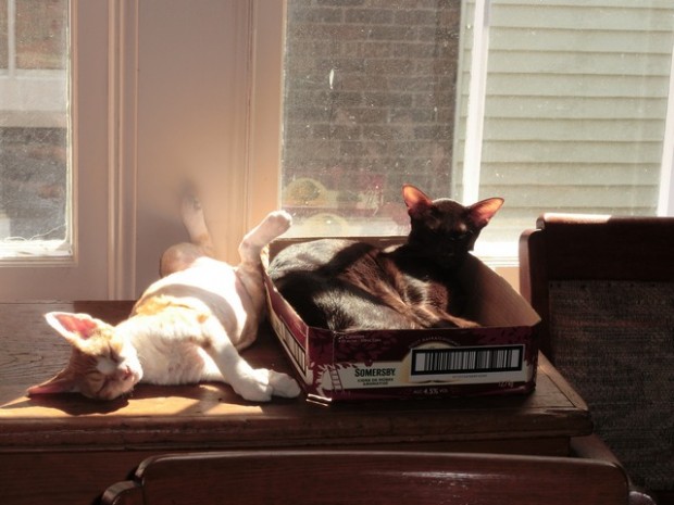 perfect-uareafastlearner