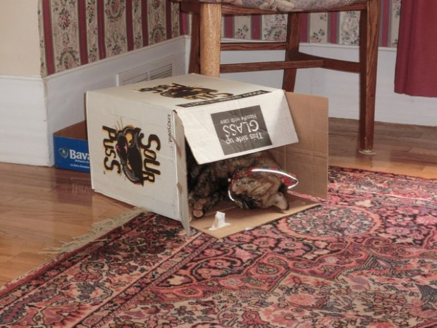 quietmomentsinbetterdays