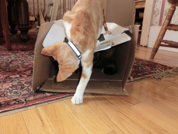 used tobemysanctuary2a