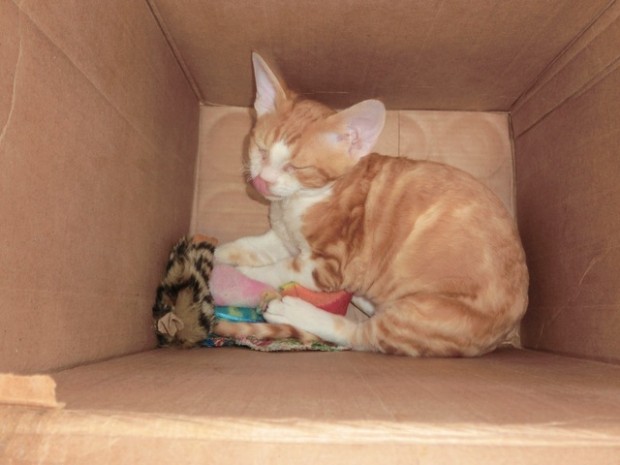 wherearemyfavtoys-hasanyoneseenthem