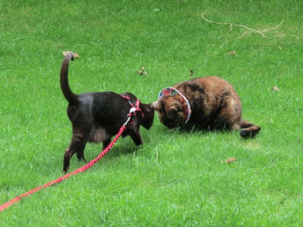 no that's my blade of grass