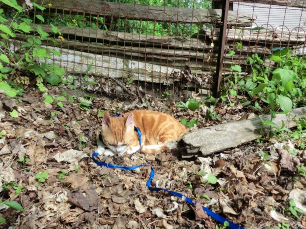 ifijustlookdownmaybenotnoticeme