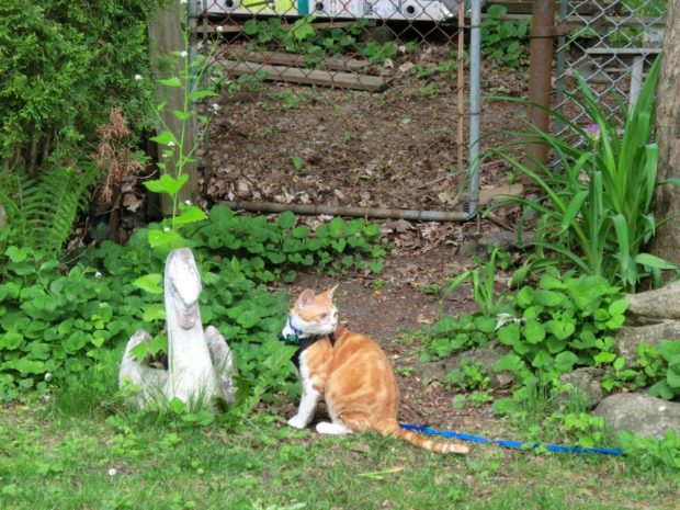 its the chippy right