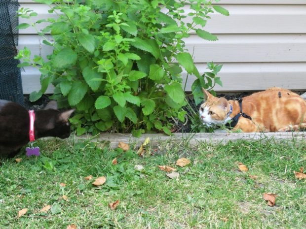 iloveyalilbrobutyouhave5secondstovacatethepremises