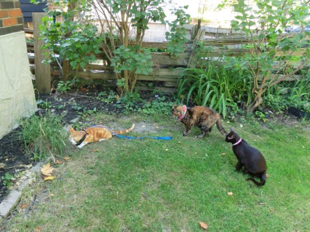 lineupforcatchewinggrassstation