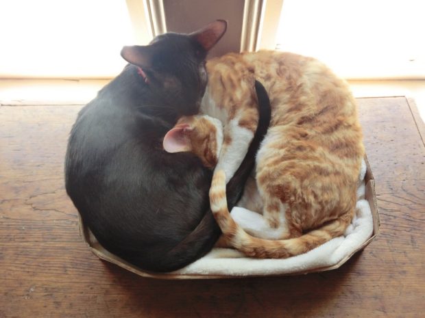 nothingbetterthananapwithbestfriend