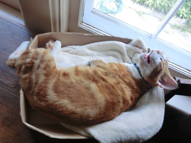 argh my sunbeam jsut went behind a cloud