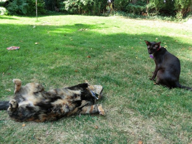 comerubbellypromisecantrustme