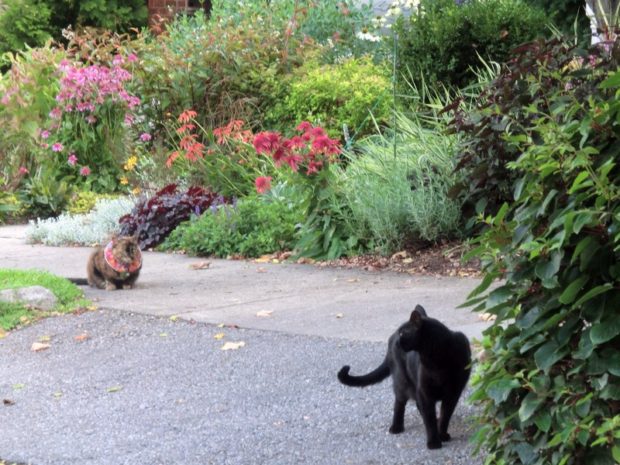 invited me on a walk