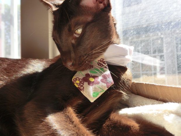 ready forcigarandcognacnow