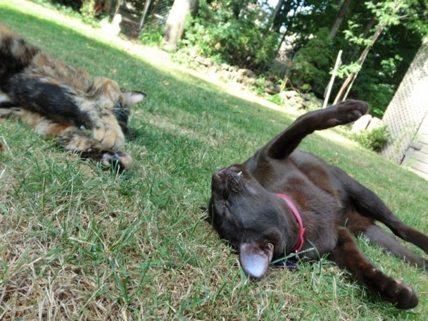 see isn't this great