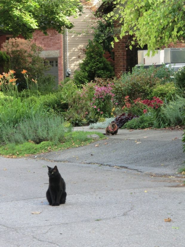 stayed a respectable distance behind