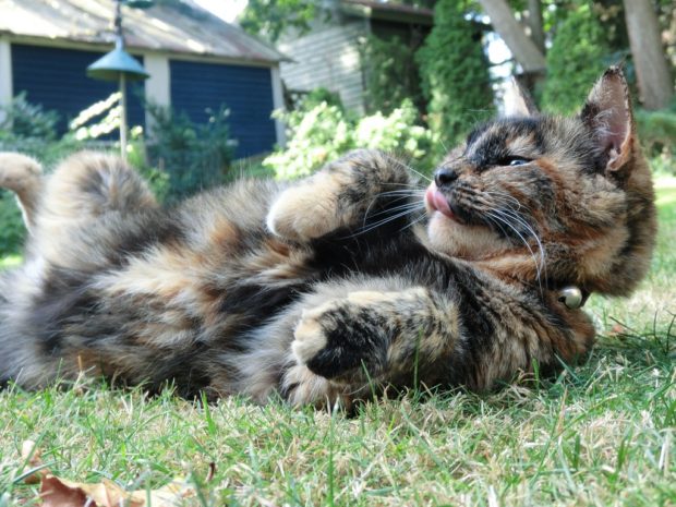 amarula-cat-wordless-wednesday-best-sexy-pose