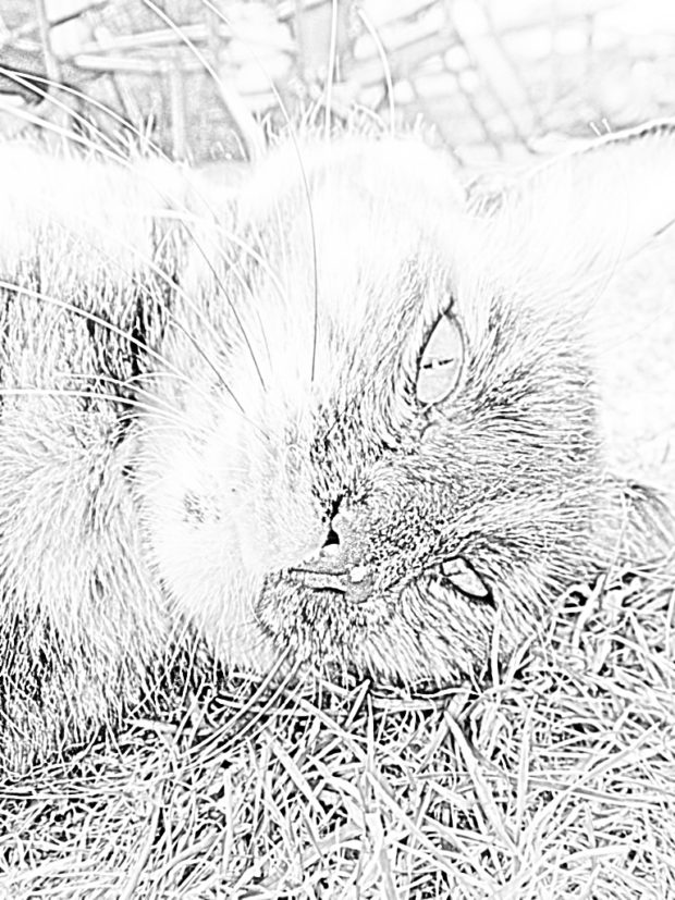 caturday-national-cat-day-amarula-art