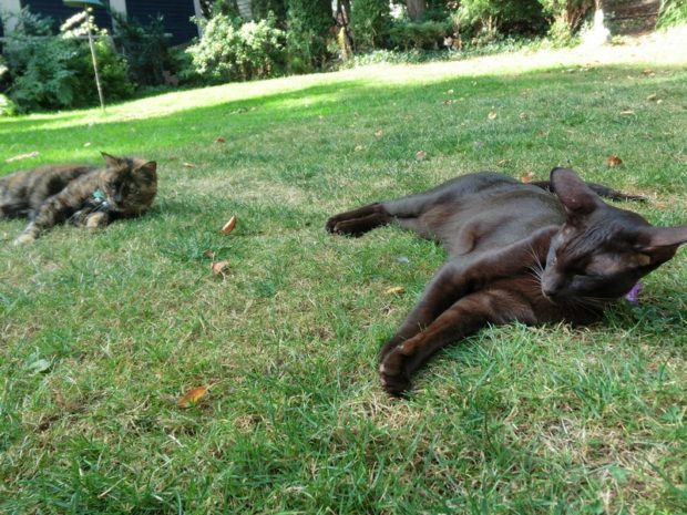 dont-you-think-this-rule-about-separate-corners-is-stupid