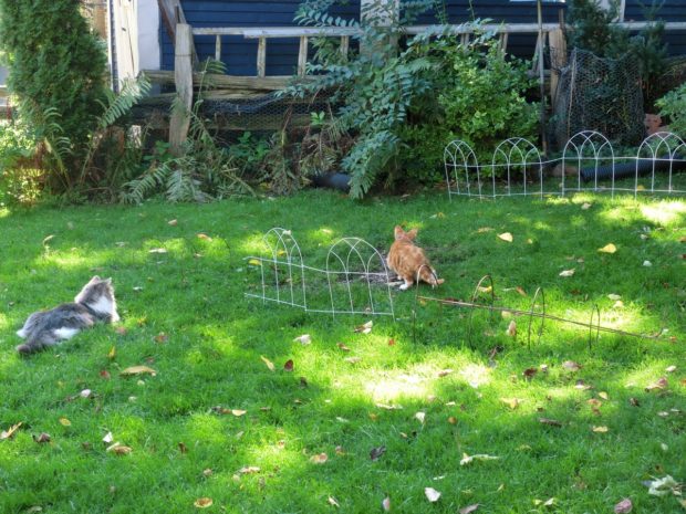 frodo-busy-hunting-love-is-in-the-air