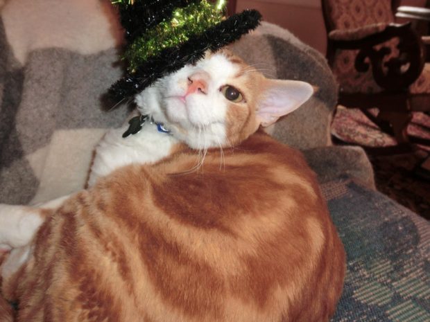 happy-halloween-halloween-costume-cat