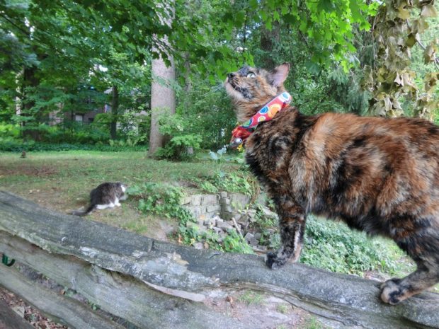 i-smell-and-intruder