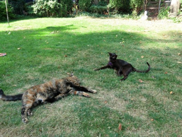 i-will-stay-over-here