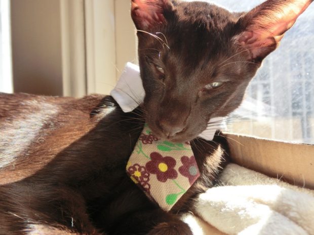 sunday-selie-zulu-meow