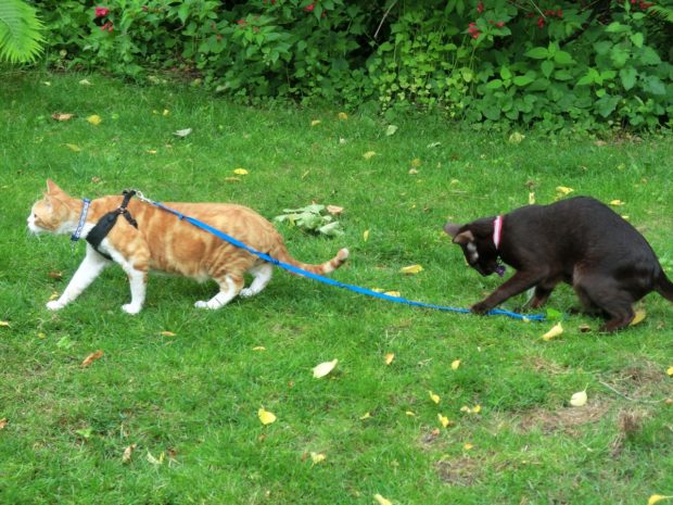 takethinsintomyownhands