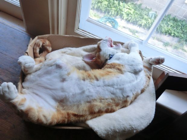 turkeytummy2frodo-canadian-thanksgiving