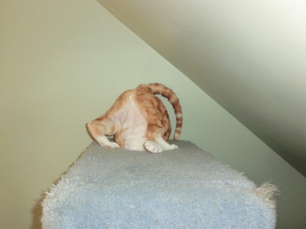 cat sleeping positions