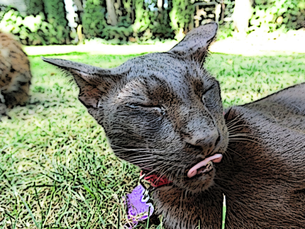 zulu-caturday-art-cartoon