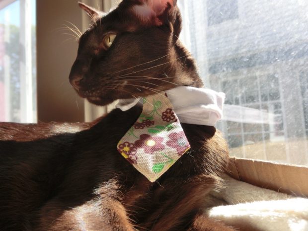 zulu-sunday-selfie-cat-left-side