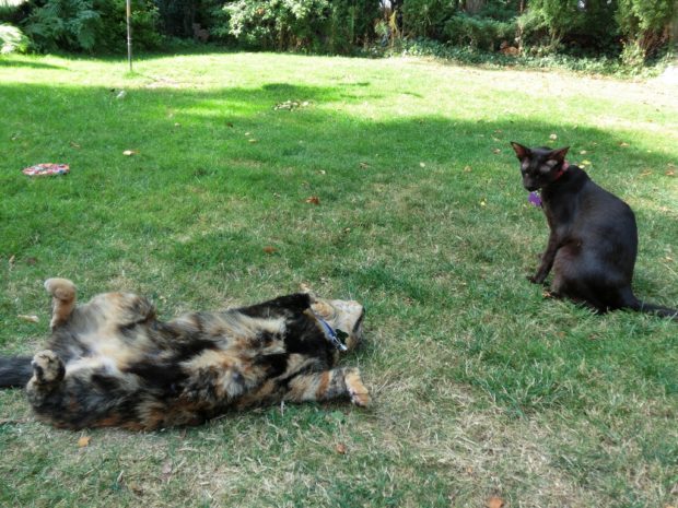 wordless-wednesday-rub-my-belly