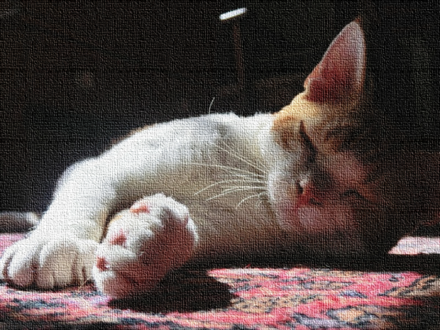 frodo-caturday-art-rembrant-could-not-have-done-better