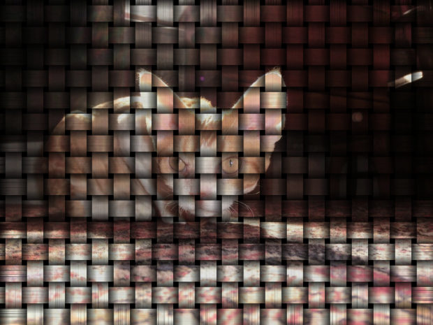 frodo-caturday-weave