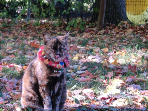 i-can-touch-my-nose-with-my-tongue