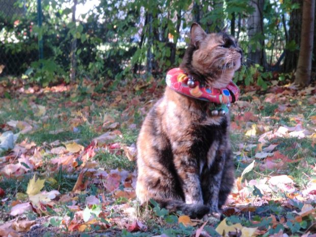 i-know-what-all-these-leaves-mean