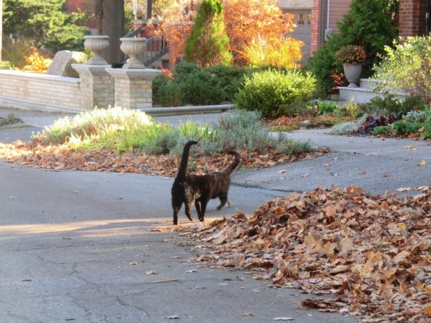 man-cat-monday-reunited