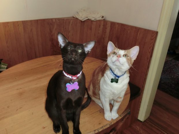 on-the-table-close-up