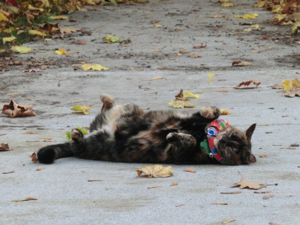 sleep-until-winter-is-over-bypas-it