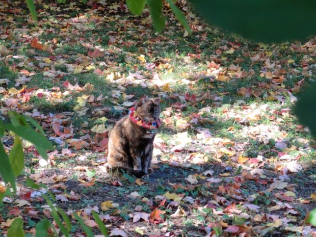 what-the-heck-fall-leaves