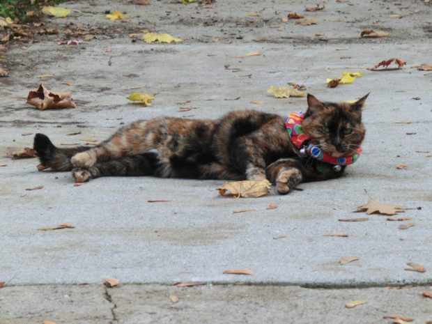 winter-is-it-over-yet-i-have-a-plan