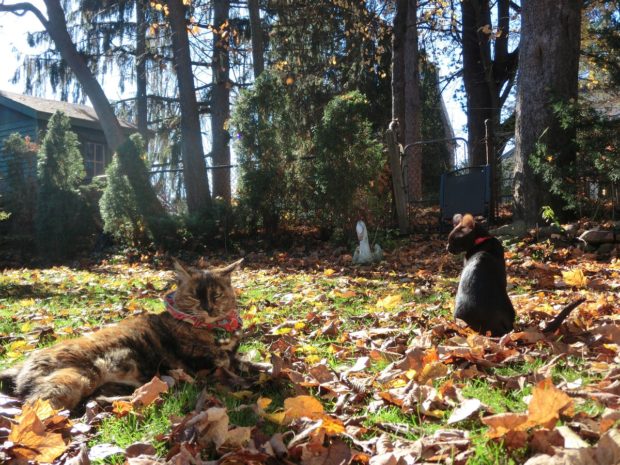 wordless-wednesday-trees-threw-up