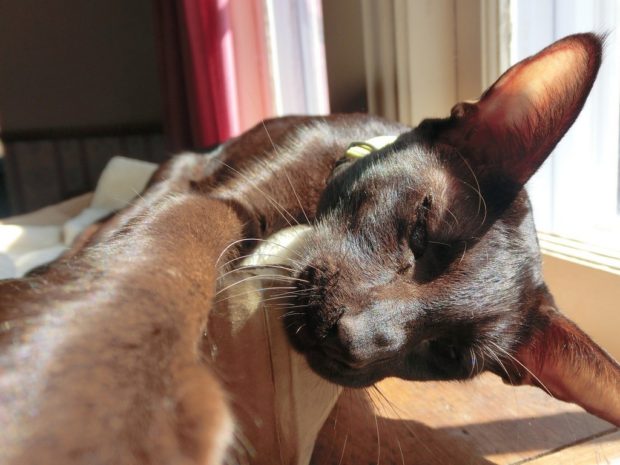 zulu-sunday-selfie-come-closer